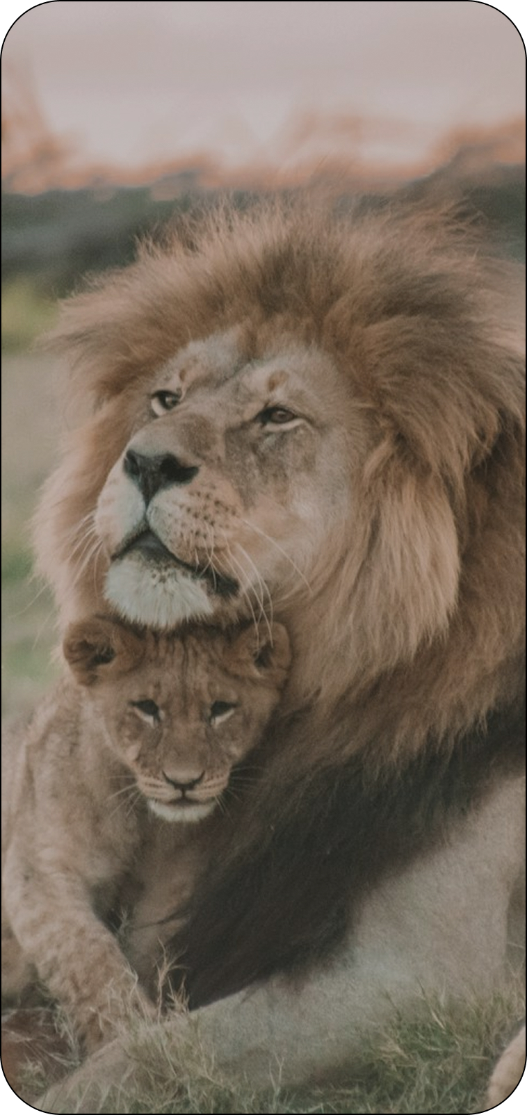 Lion cubs